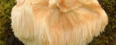 Hericium